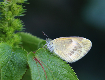 Dainty Sulphur